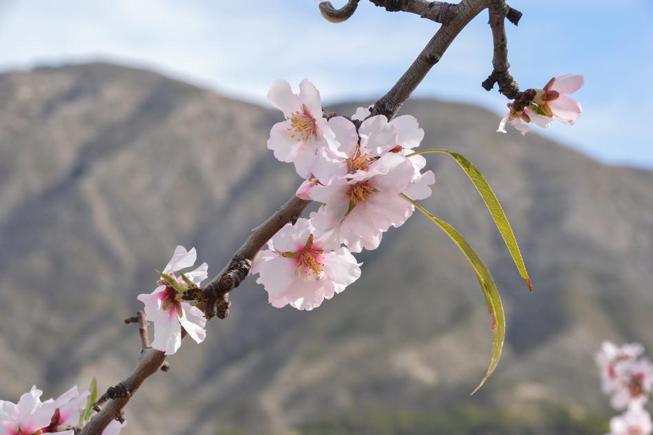 Flower Branch Nature