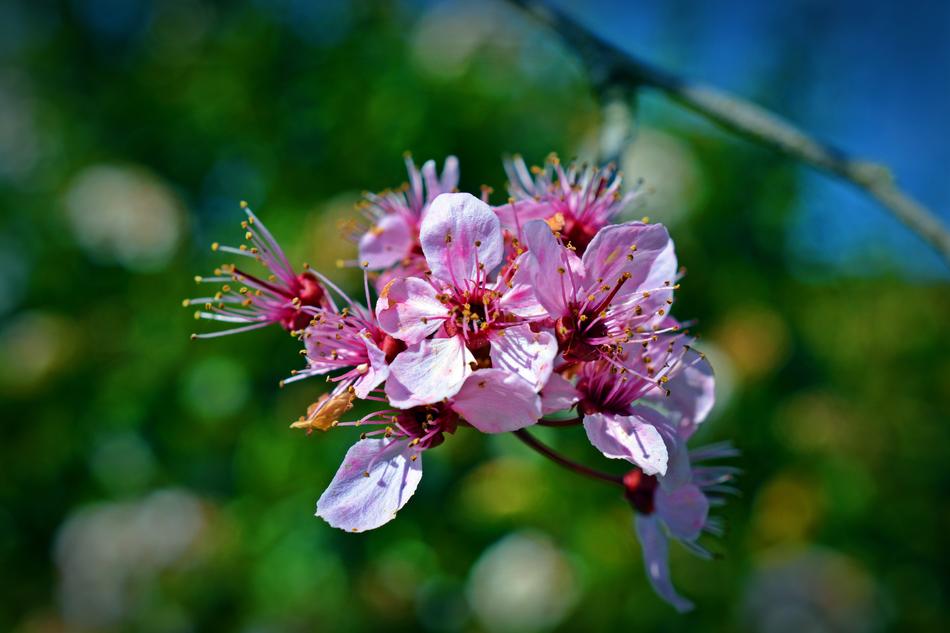 Japanese Cherry Trees Blossom