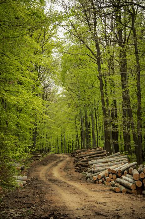 green trees road forest