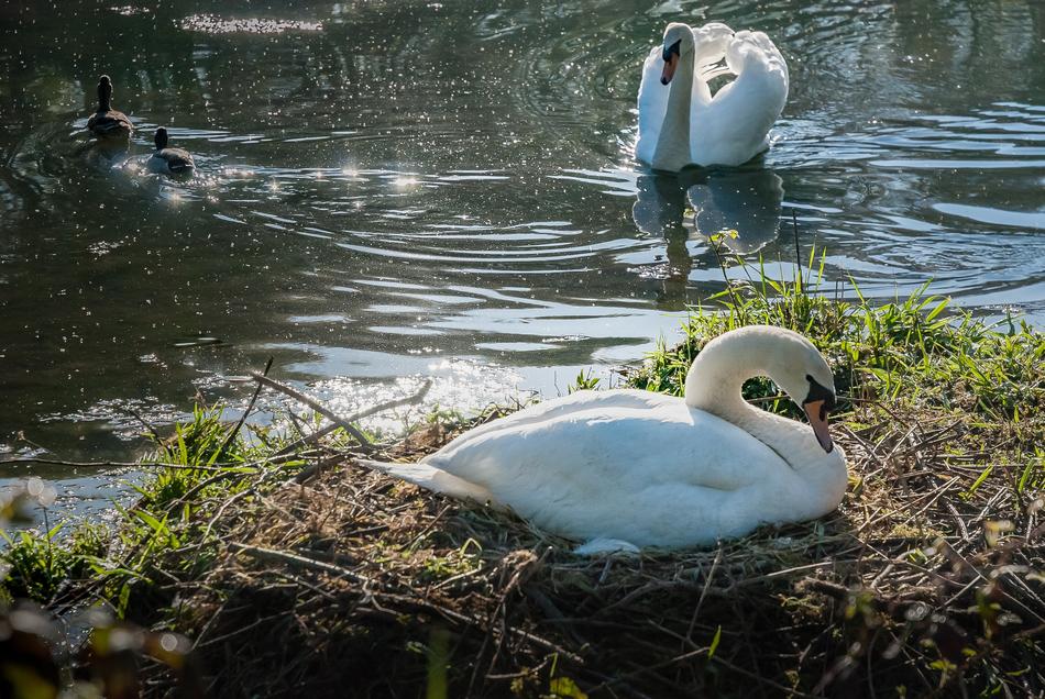 Body Of Water Nature Bird