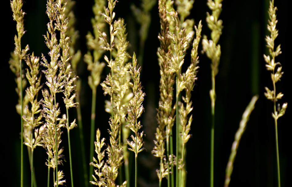 Grasses Nature Plant Game