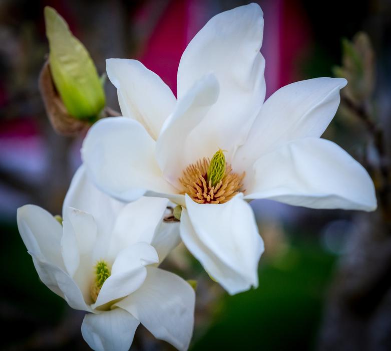 Flower Magnolia Garden