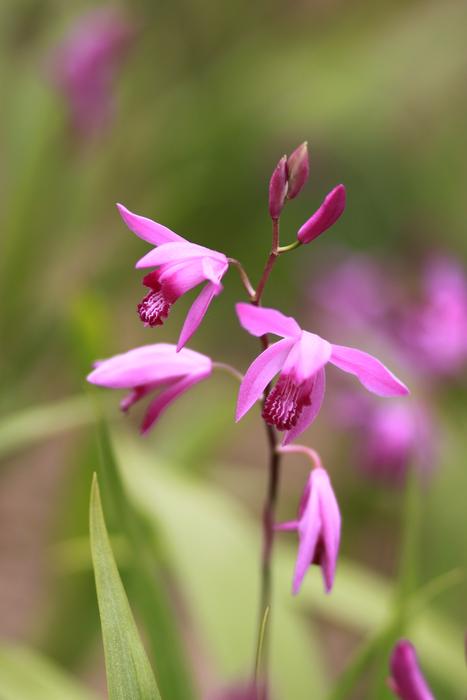 Flowers Nature Plants