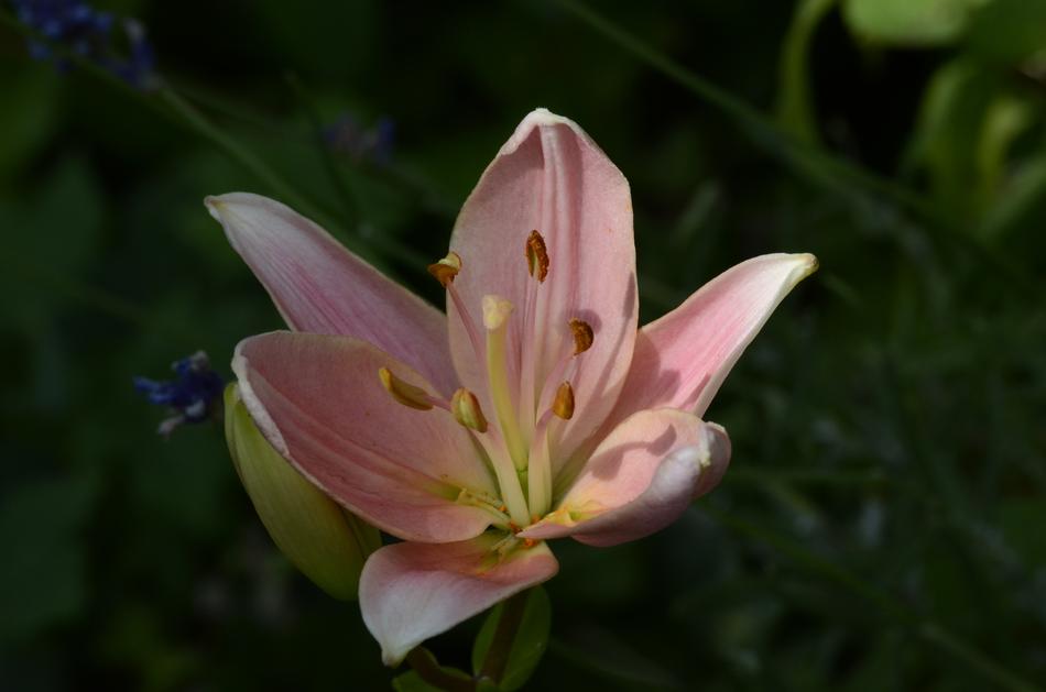 Lily Flower Blossom