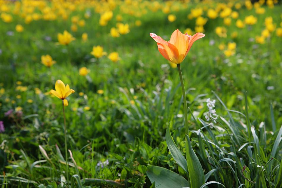 Nature Field Plant