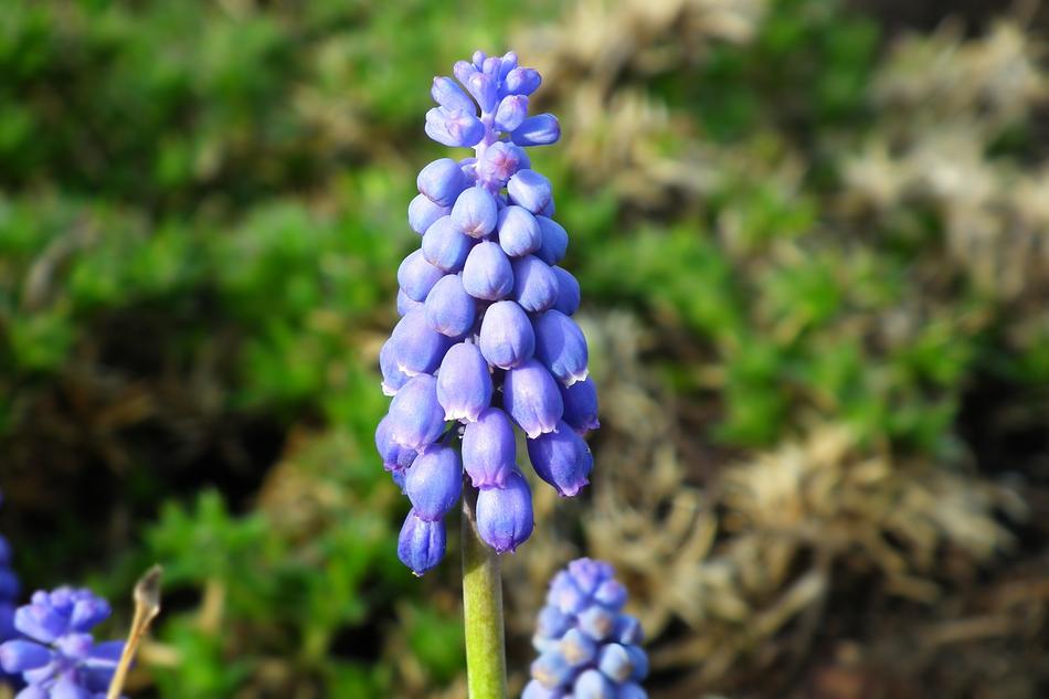 Nature Plant Flower
