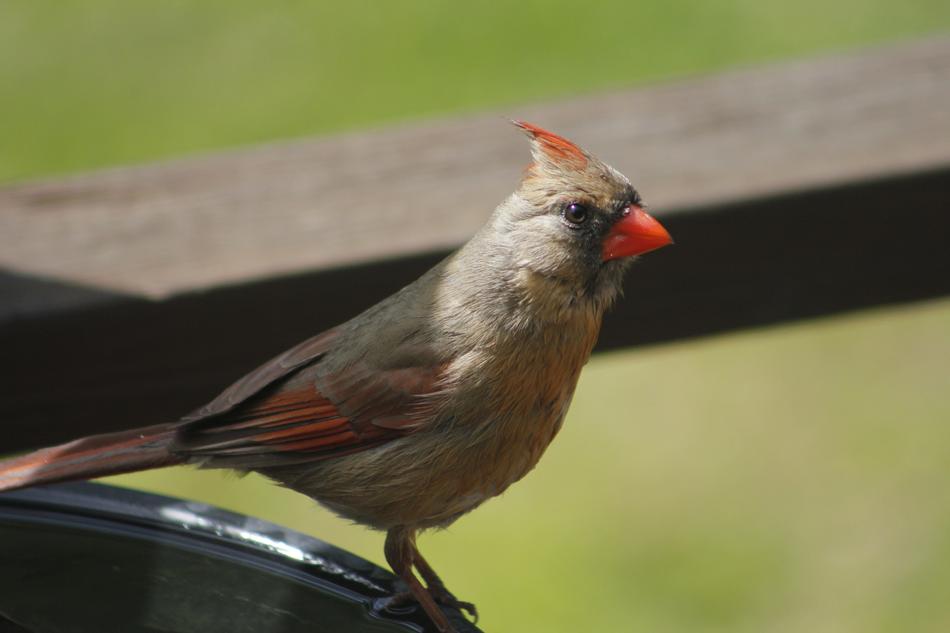 Nature Bird Wildlife Female