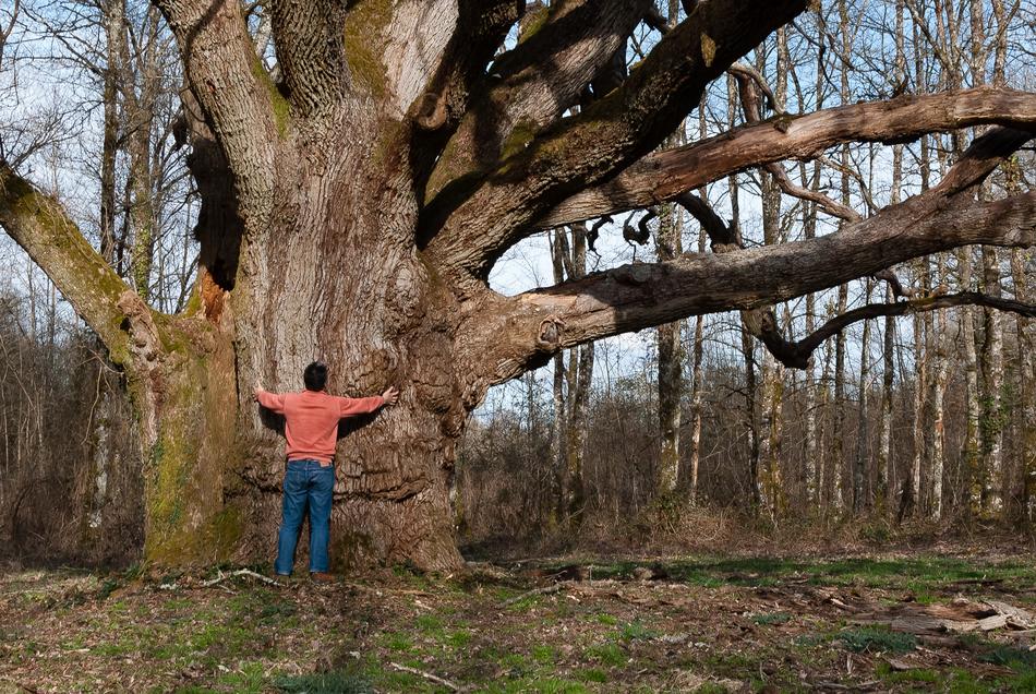 Tree Wood Nature