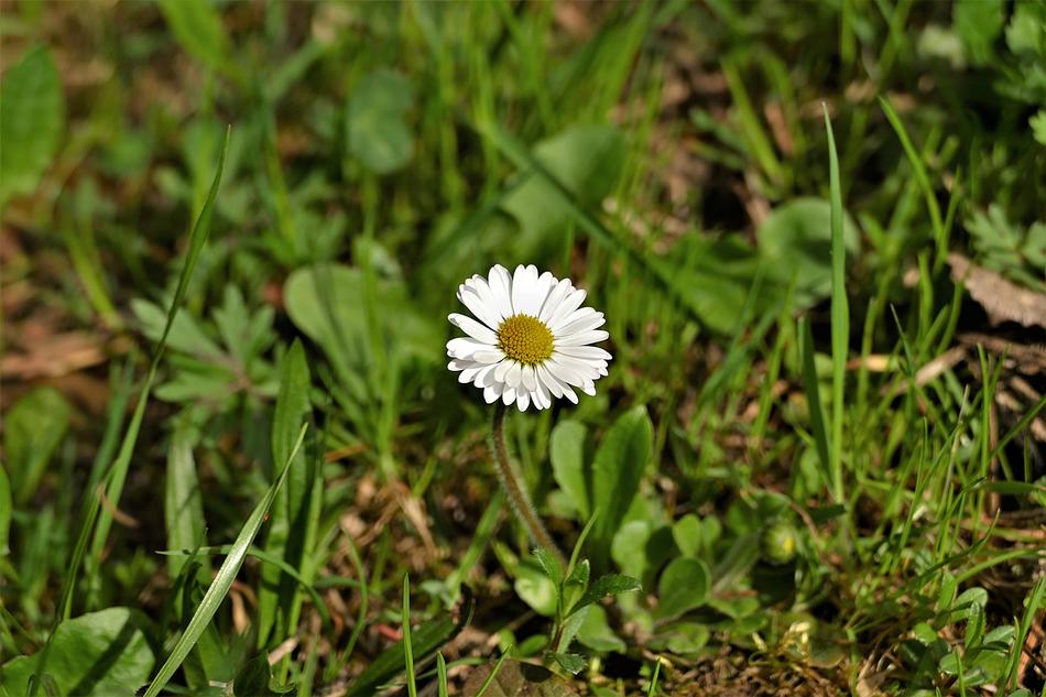 white flower in green grass landscape