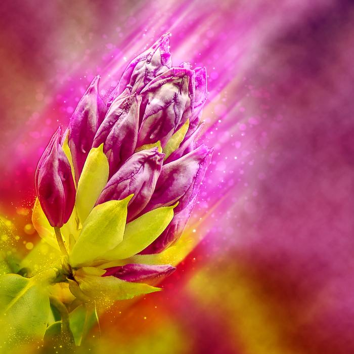 pink flower on a stem landscape