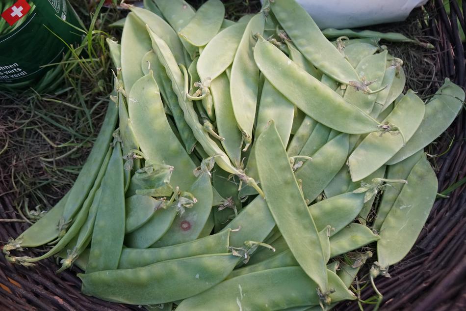 Beans Plant Food