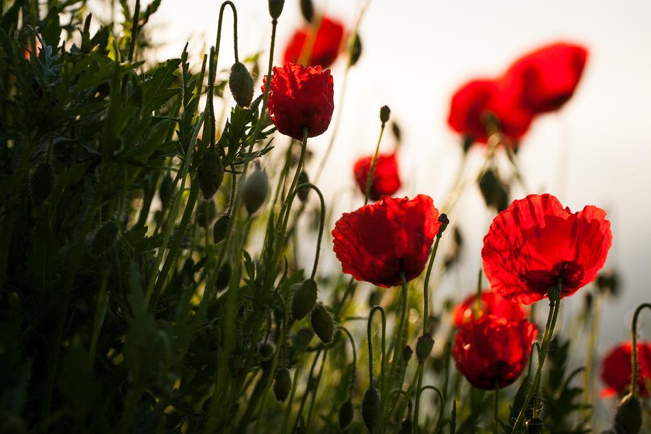 Flowers Nature Meadow