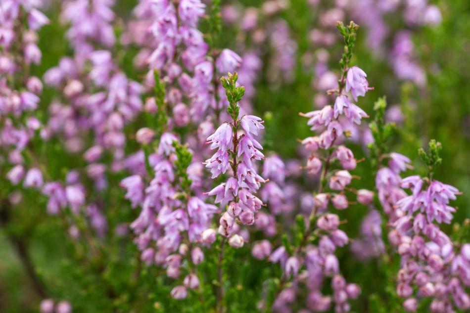 Flowers Snow Heath Garden