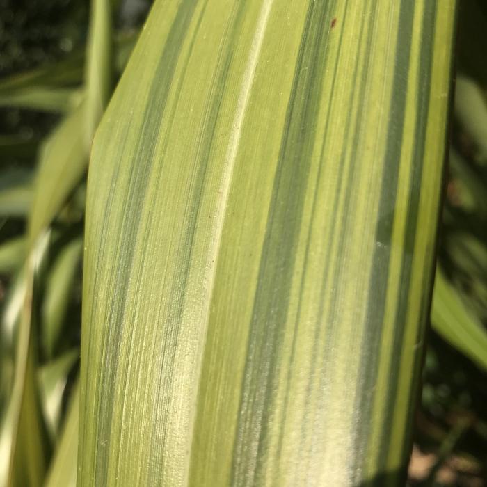 Growth Leaf Flora