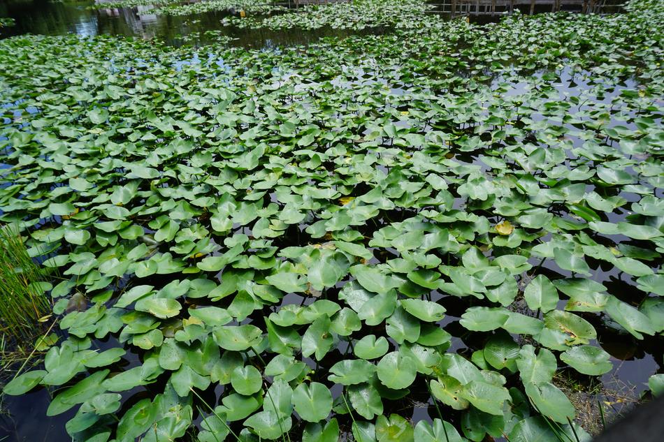 Leaf Flora Pool