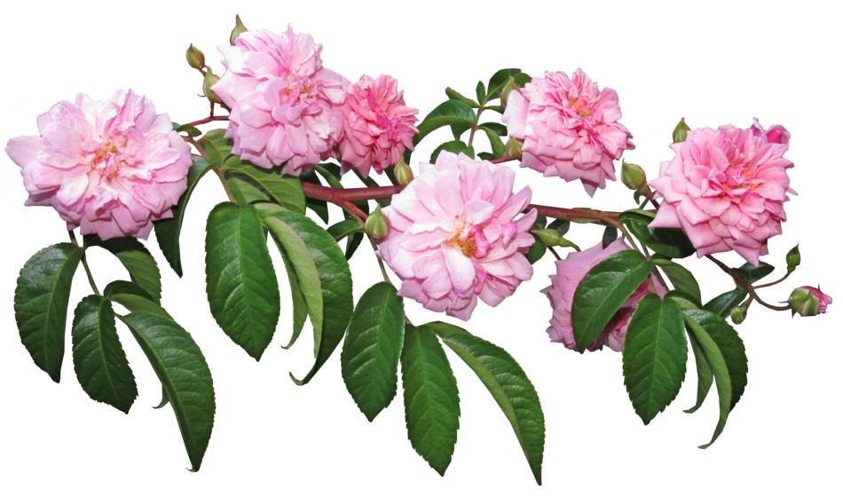 Rose Climber Plant