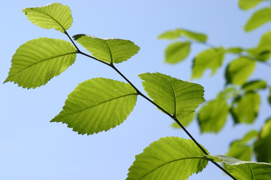 Leaf Nature Growth