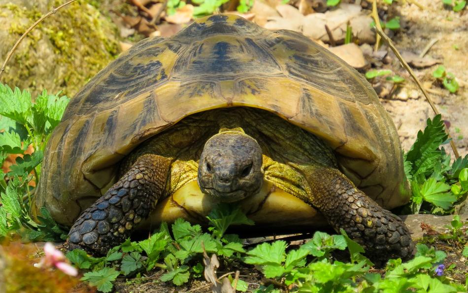 Animals Nature Turtle