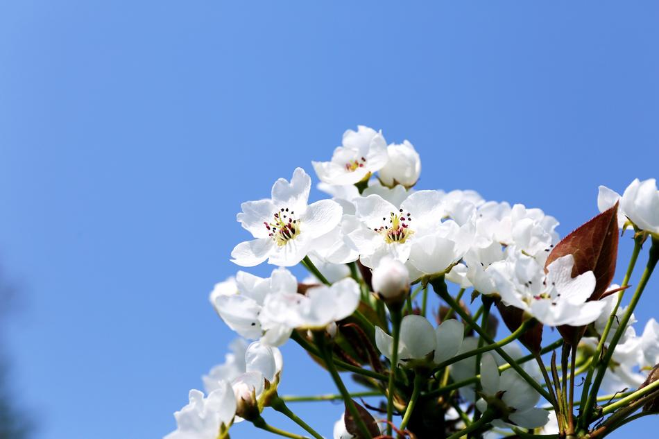 Flowers Nature Plants