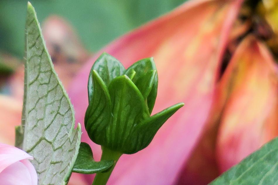 Leaf Plant Nature
