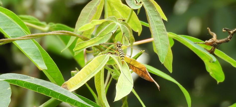 green foliage on branches landscape