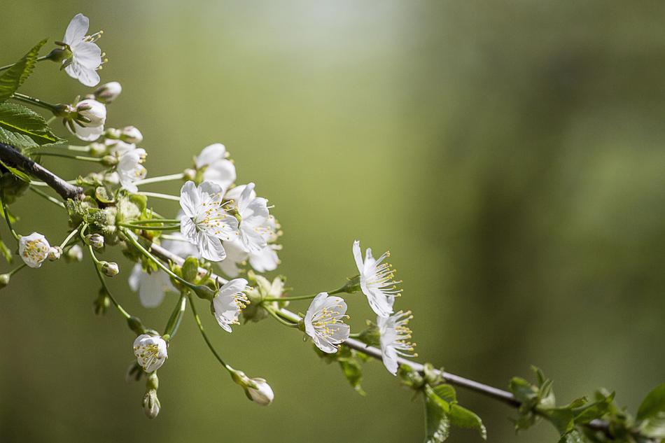 Spring Tree Flower