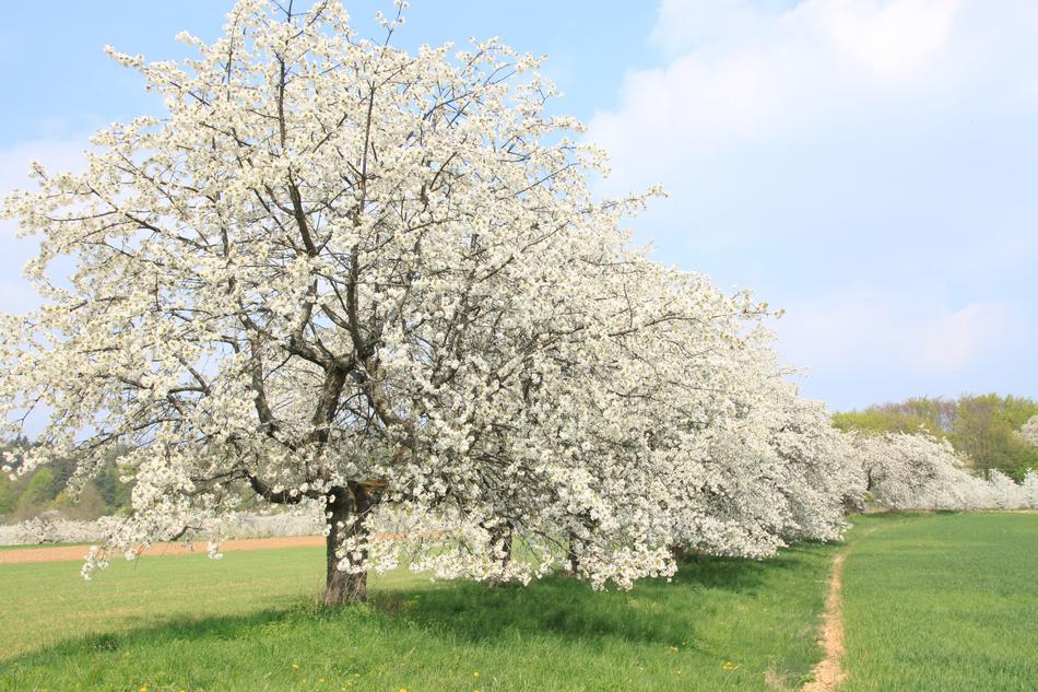 Franconian Switzerland Spring