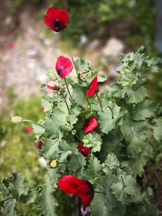 red flower in foliage landscape