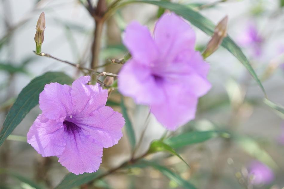 Flower Plant Nature