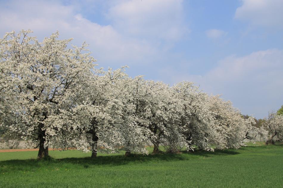 Franconian Switzerland Spring