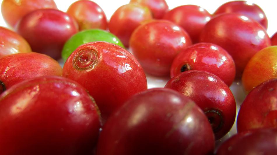 ripe coffee berries