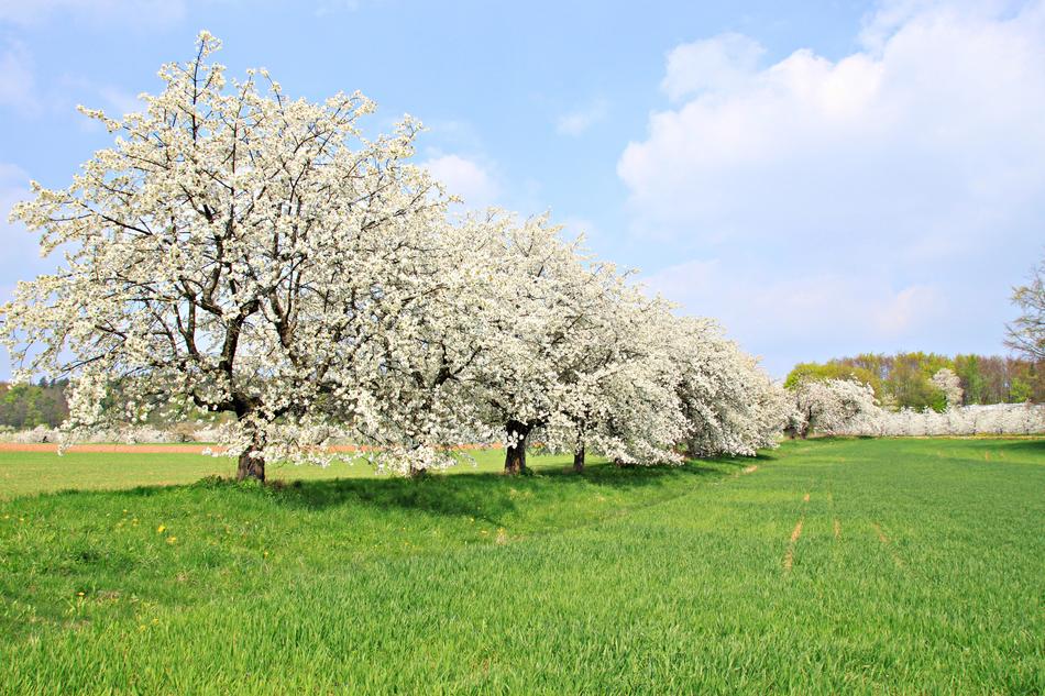 Franconian Switzerland Spring