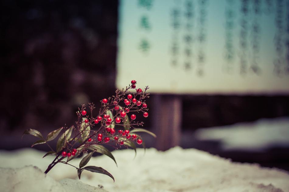 Winter Nature Outdoors