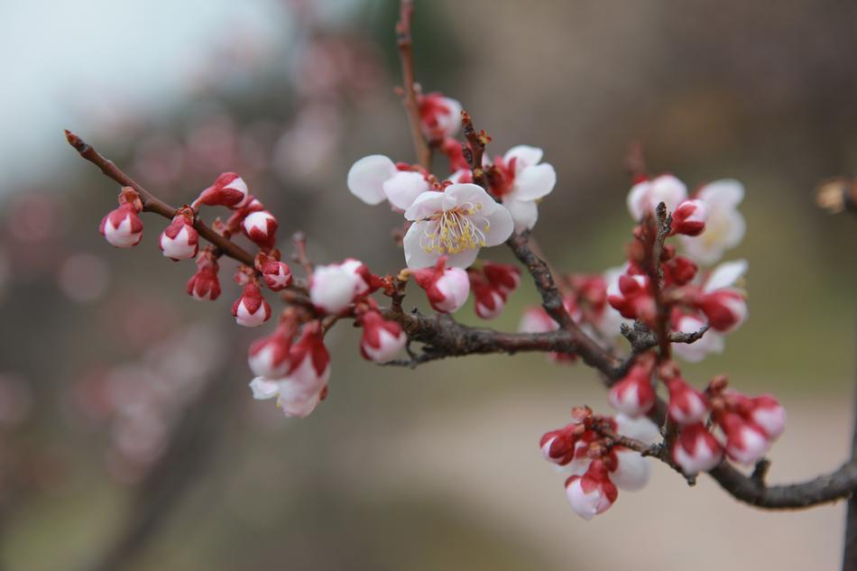 white flowers with red pattern