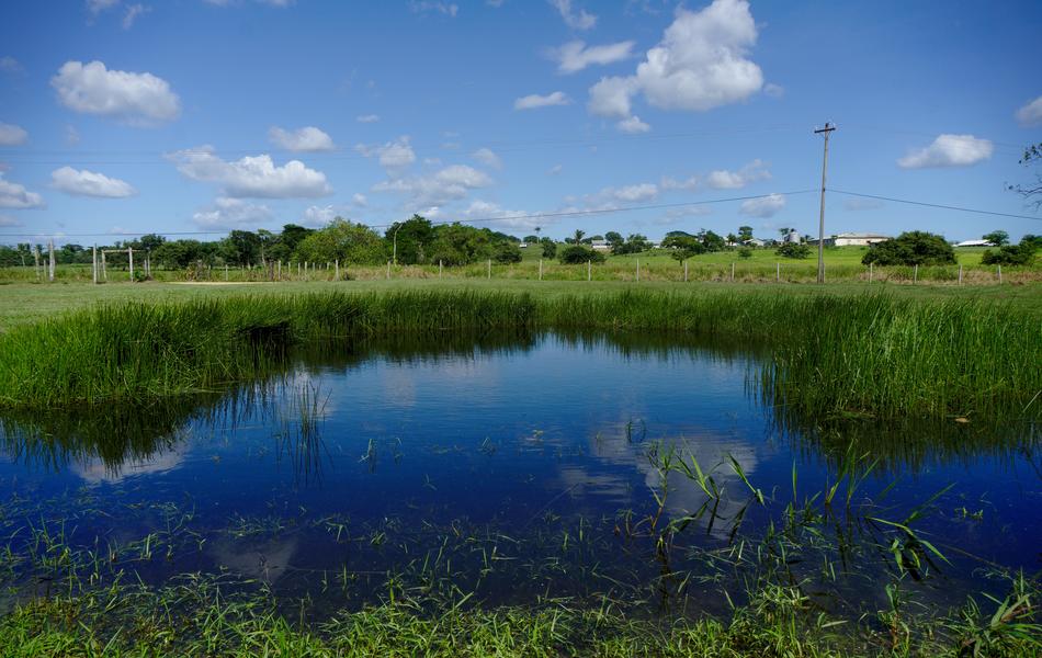 Pond Water Reflection