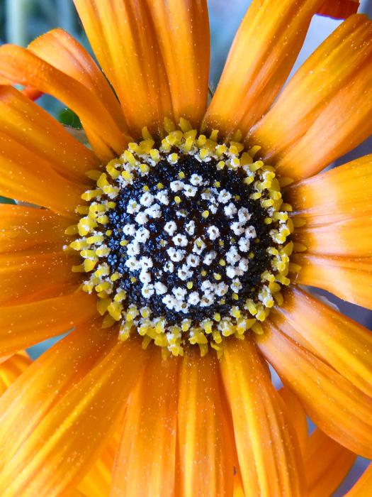 Flower Nature Summer