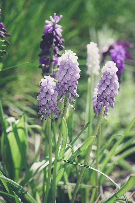 Hyacinth Garden Flower