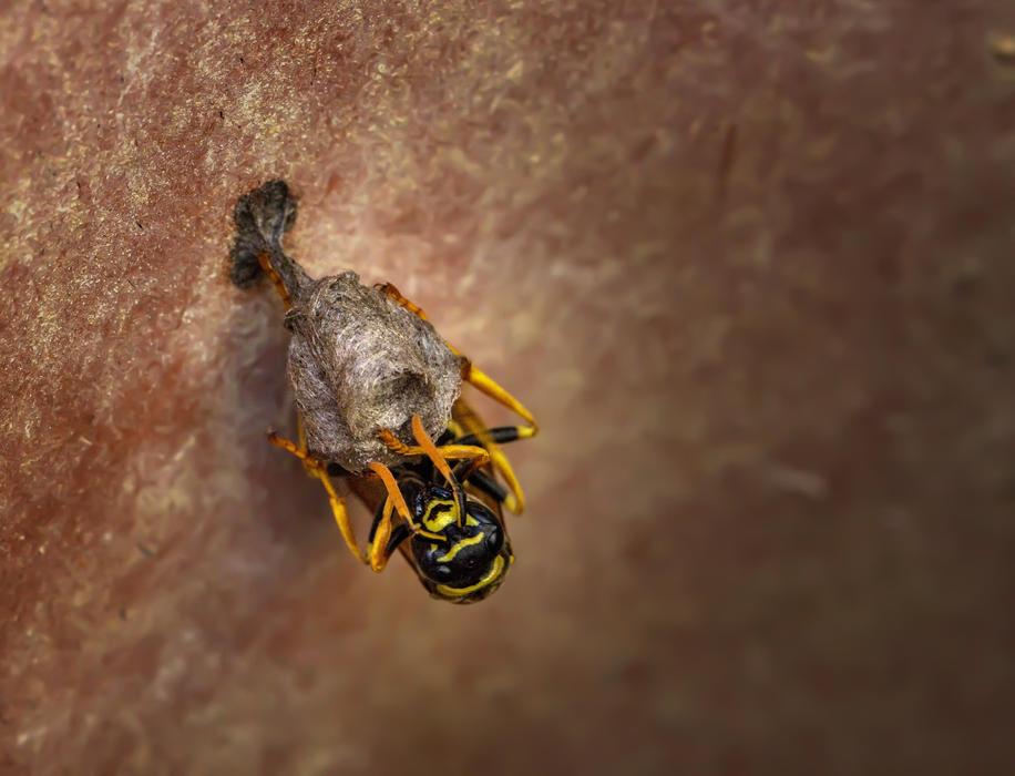 Nature Animal Insect