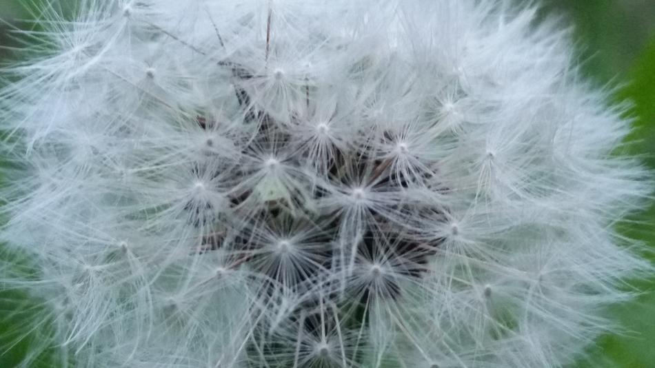 Dandelion Nature Downy