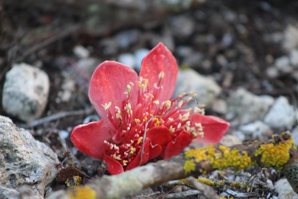 Nature Flora Flower