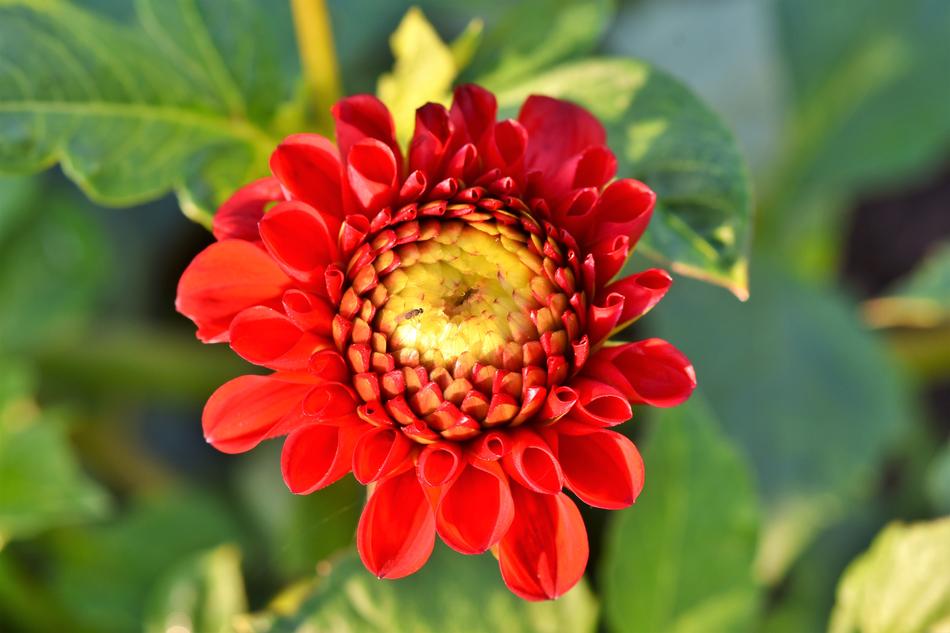 Dahlia Dahlias Bud Flower
