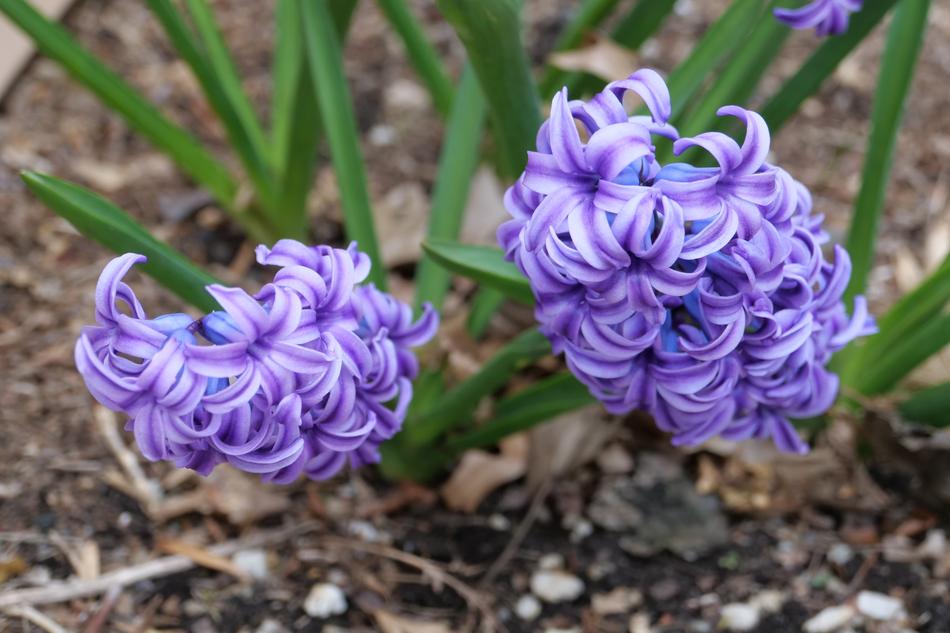 Hyacinth Nature Flora