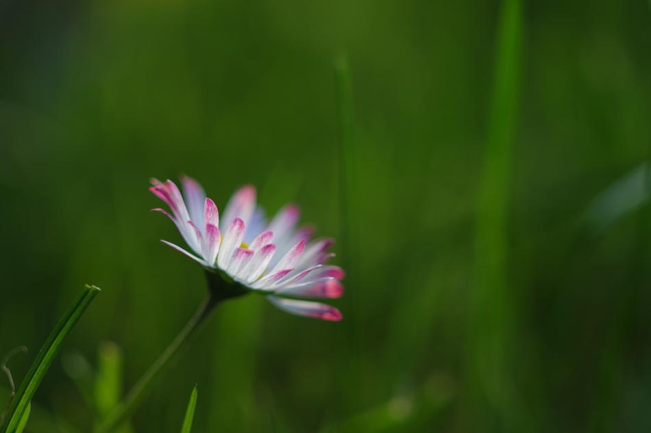 close up of a flower mini