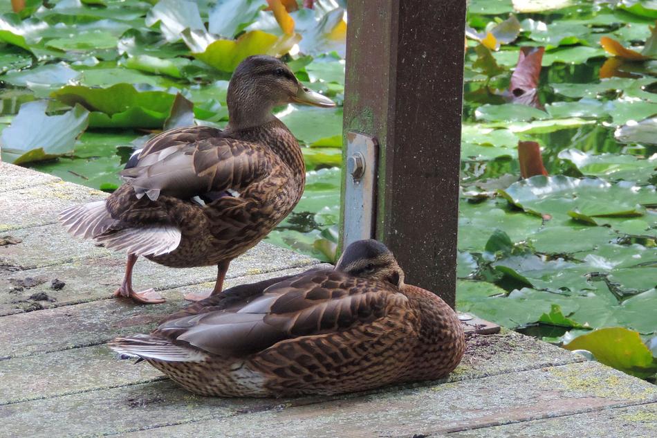 Duck Nature Animal World