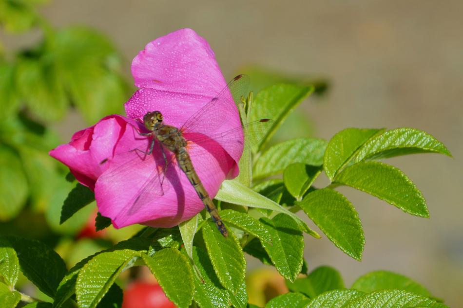 Dragonfly Nature Leaf