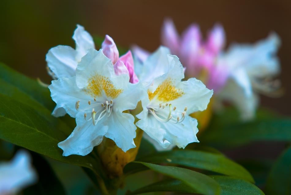 Nature Flower Plant