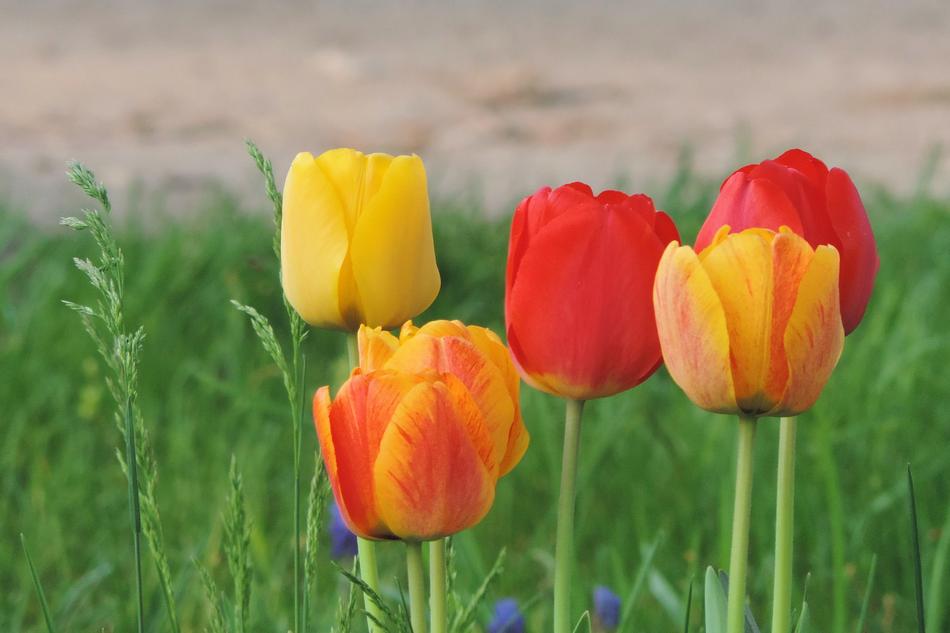 Flower Meadow Nature Field