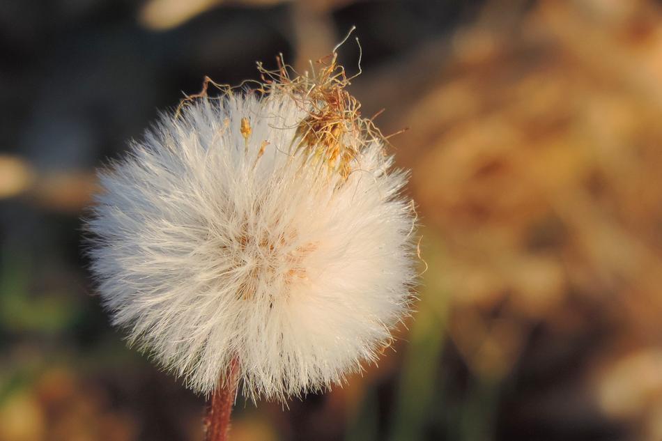 white dandelion in yellow