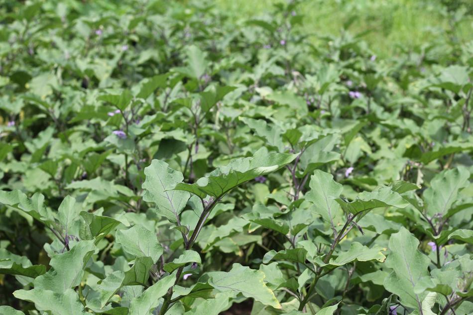 green plants in the field