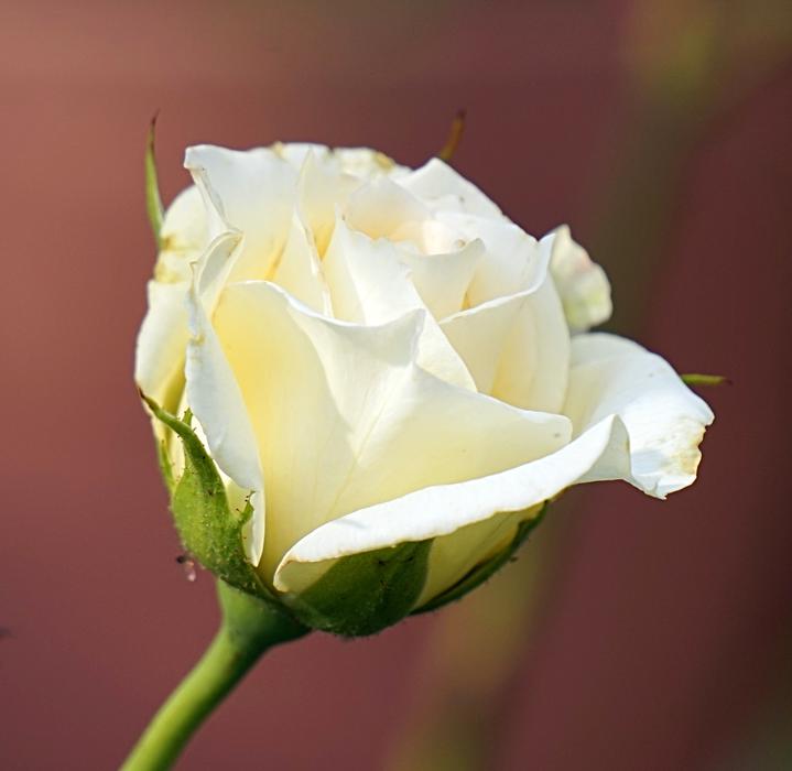 Rose White Blossom